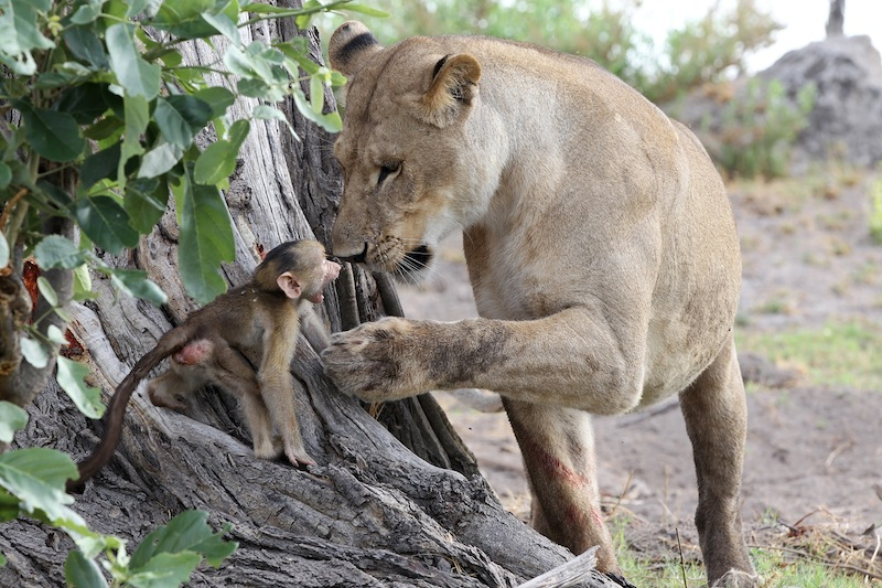 Illustration for article titled Harrowing Photos Capture Tense Encounter Between Baby Baboon And Lion
